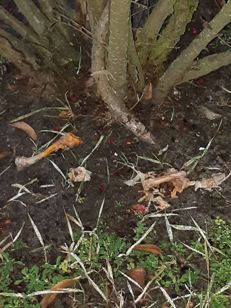 Giftköder-Fleisch und Knochen in Zehlendorf-Profilbild