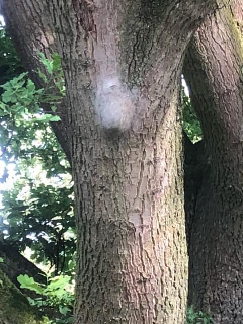 Giftköder-Eichenprozessionspinner-Profilbild