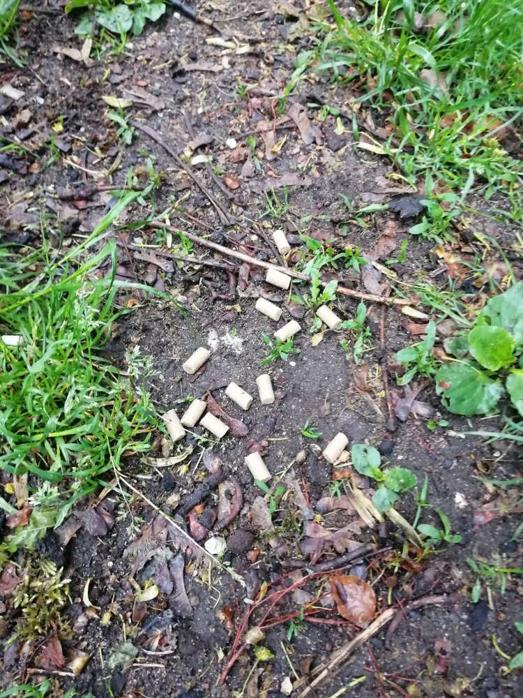 Giftköder-Vermutlich Rattengift-Profilbild