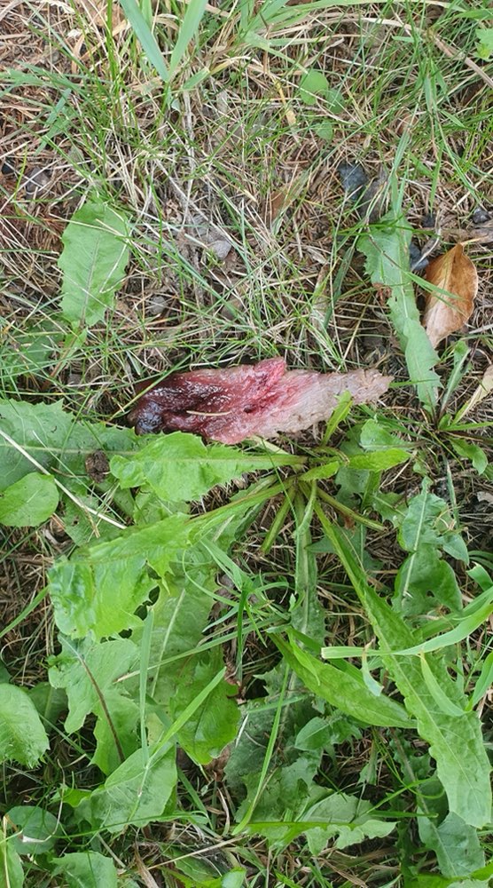 Giftköder-Vermutlich Giftköder-Profilbild