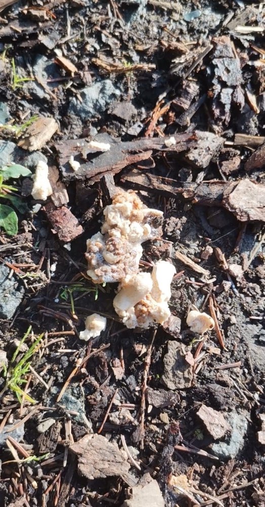 Giftköder-Giftköder-Profilbild