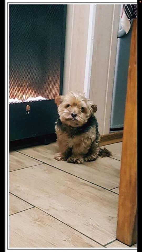 Suchmeldung-Rambo-Profilbild