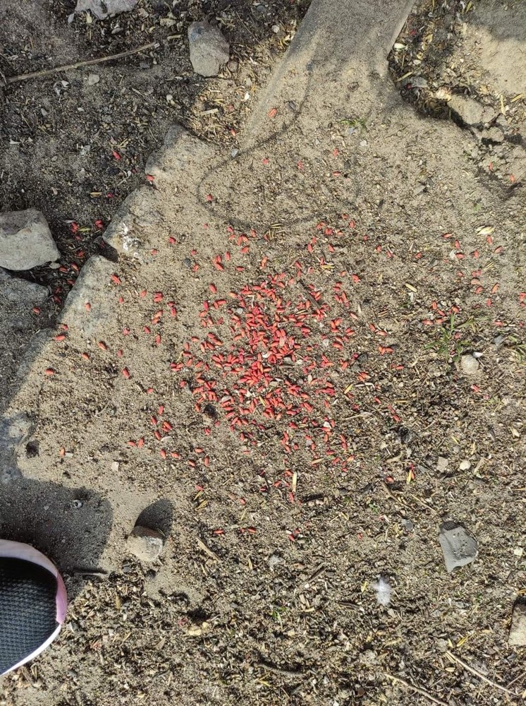 Giftköder-Rattengift  ein verletzter Hund-Profilbild