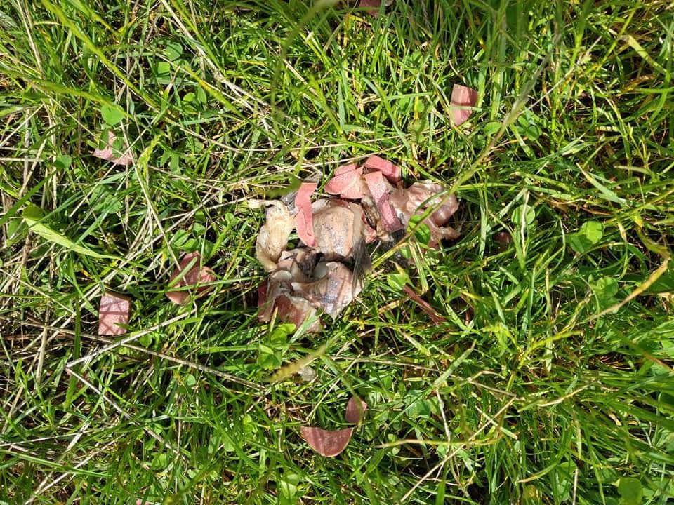 Giftköder-Vermutlichen Giftköder-Profilbild
