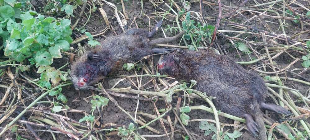 Giftköder-Tote Nutrias-Profilbild