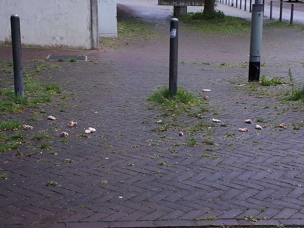 Giftköder-Giftköder-Profilbild