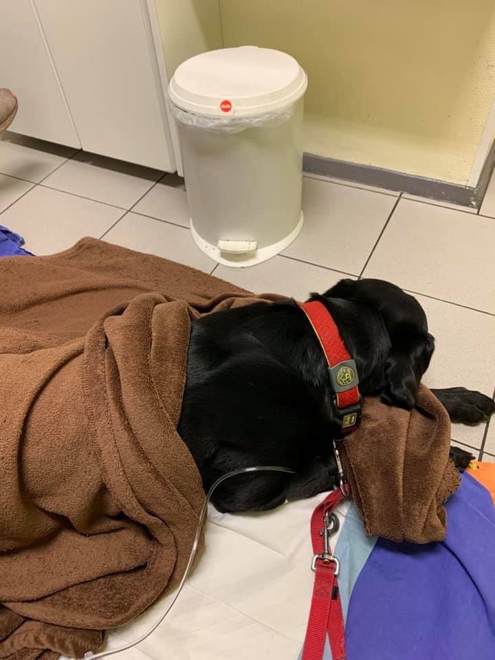 Giftköder-Köder mit spitzen Gegenständen-Profilbild