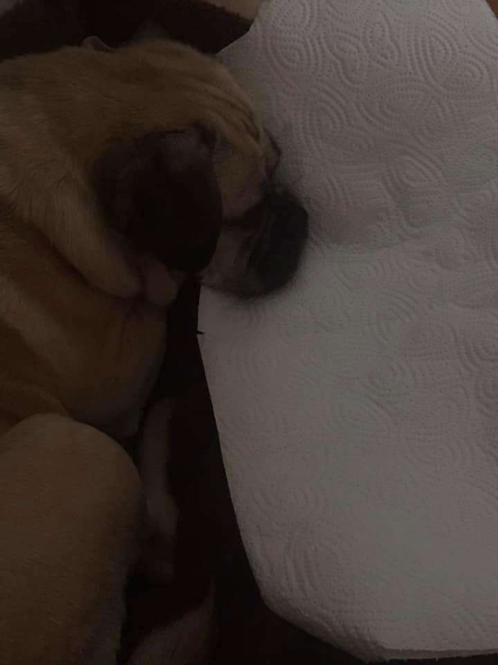 Giftköder-Vergifteter Hund-Profilbild
