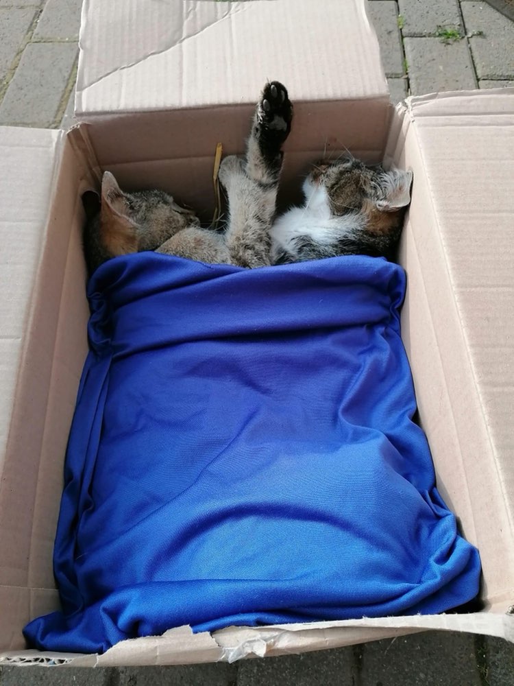 Giftköder-Giftköder zwei tote Katzen-Profilbild