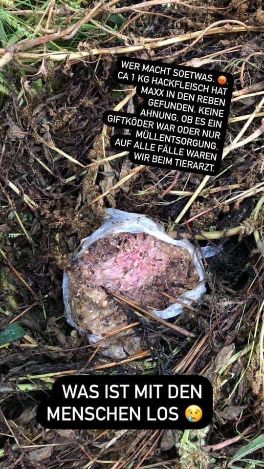 Giftköder-Hackfleisch in den Reben-Profilbild