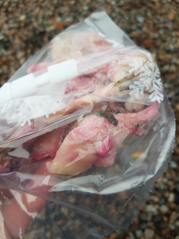 Giftköder-Hühnerhaut mit Rattengift-Profilbild