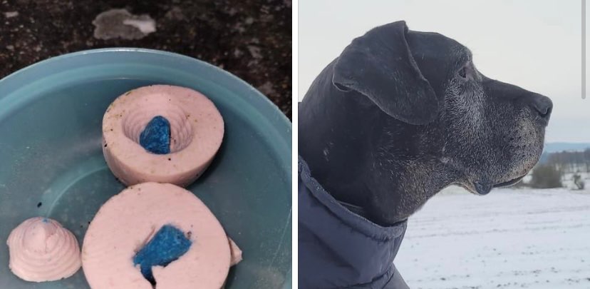 Giftköder-Giftköder - Zeuge gesucht - Belohnung geboten-Profilbild