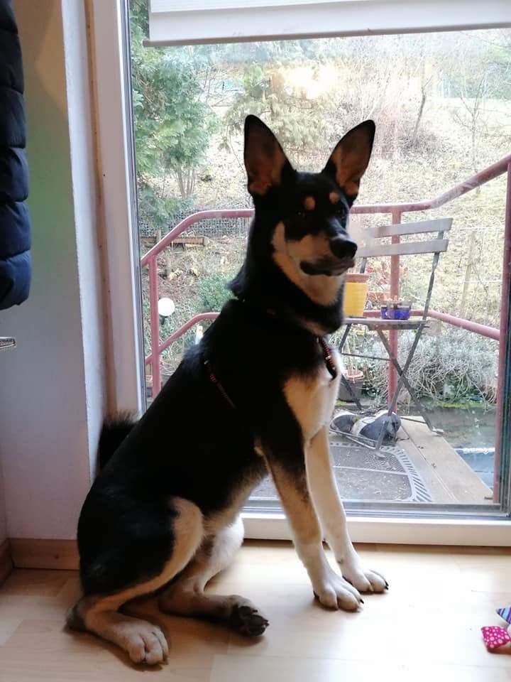 Suchmeldung-Milow-Profilbild