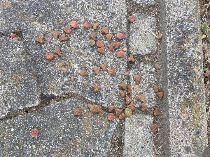 Giftköder-Wiederholt ausgelegtes Futter-Profilbild