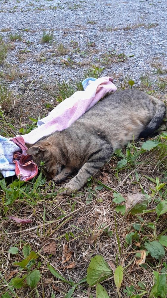 Giftköder-Vergiftete Katze - Rattengift-Profilbild