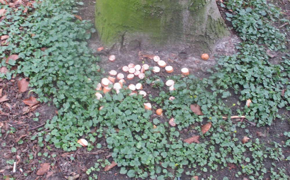 Giftköder-Giftköder: Wurststücke - Polizei Meldung-Profilbild