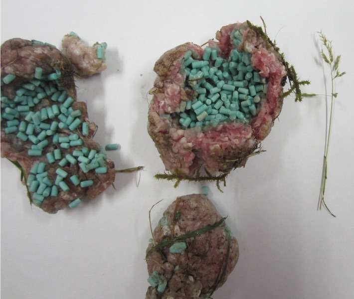 Giftköder-Hackfleisch mit Rattengift-Profilbild