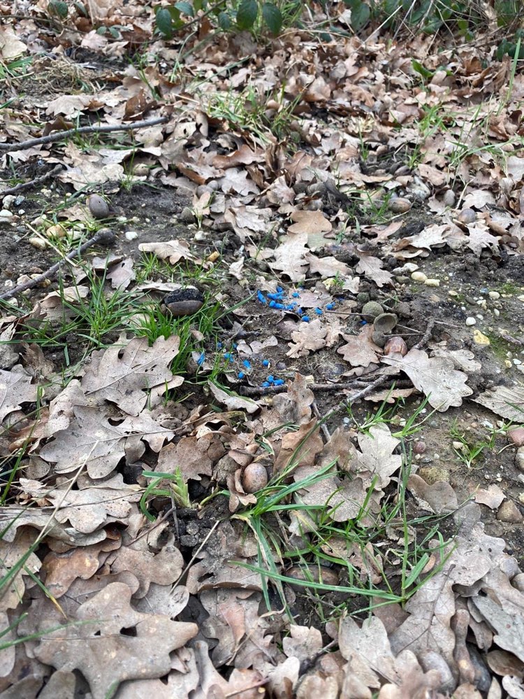 Giftköder-Rattengift-Profilbild