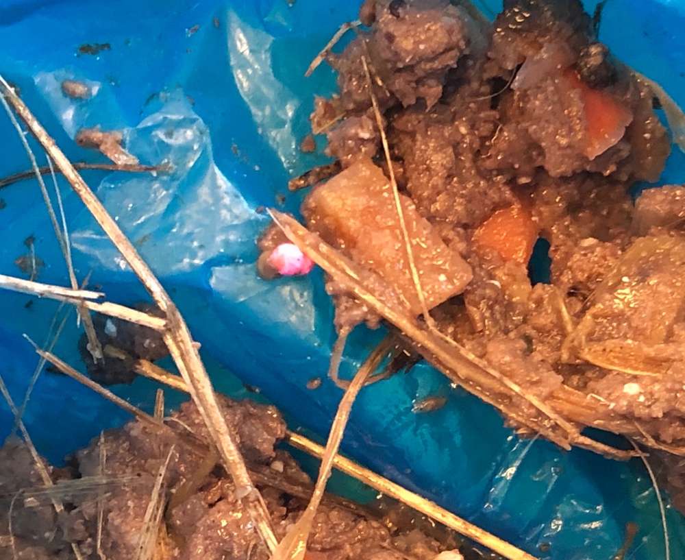 Giftköder-Neonpinke Körnchen in „Lebensmittelbrei“-Profilbild