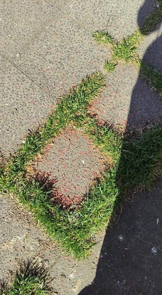 Giftköder-Erneut Giftweizen-Profilbild