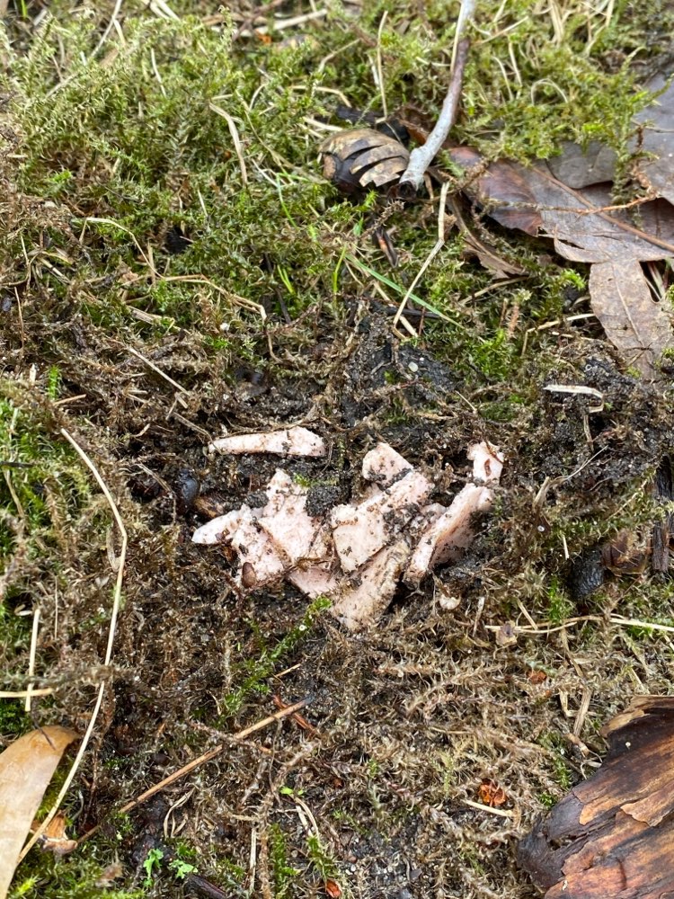 Giftköder-Fleischstücke unter Moos versteckt-Profilbild