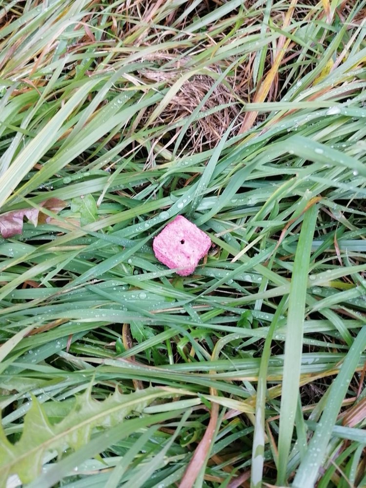 Giftköder-Möglicher Giftköder-Profilbild