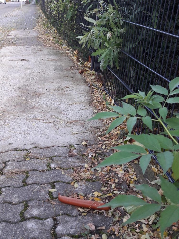 Giftköder-Ausgelegte Würste-Profilbild