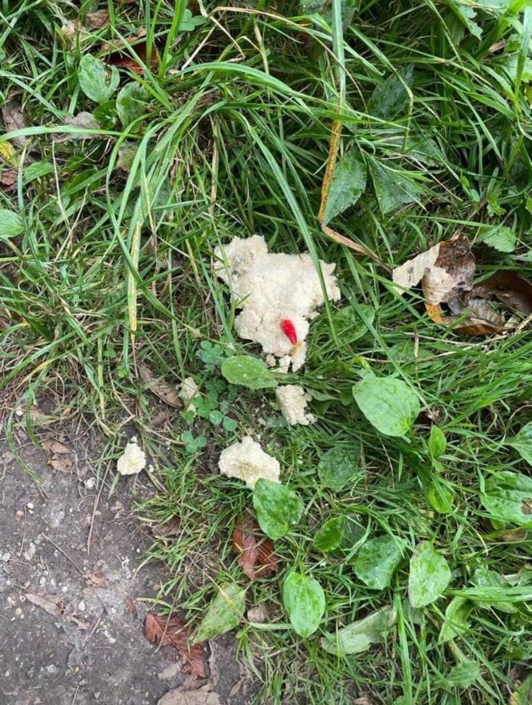 Giftköder-Hund in Klinik - Fleisch gefressenen-Profilbild