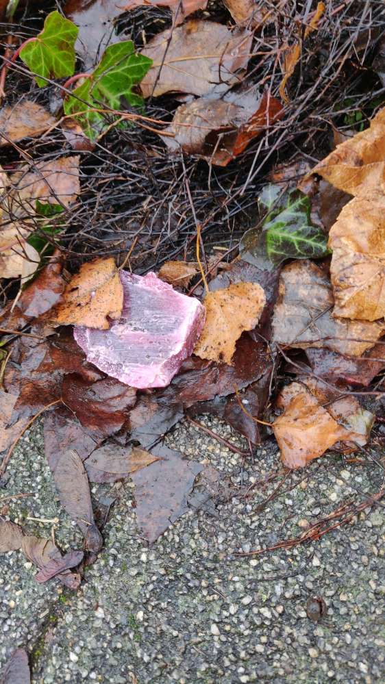Giftköder-Fleischstücke am Wegesrand-Profilbild