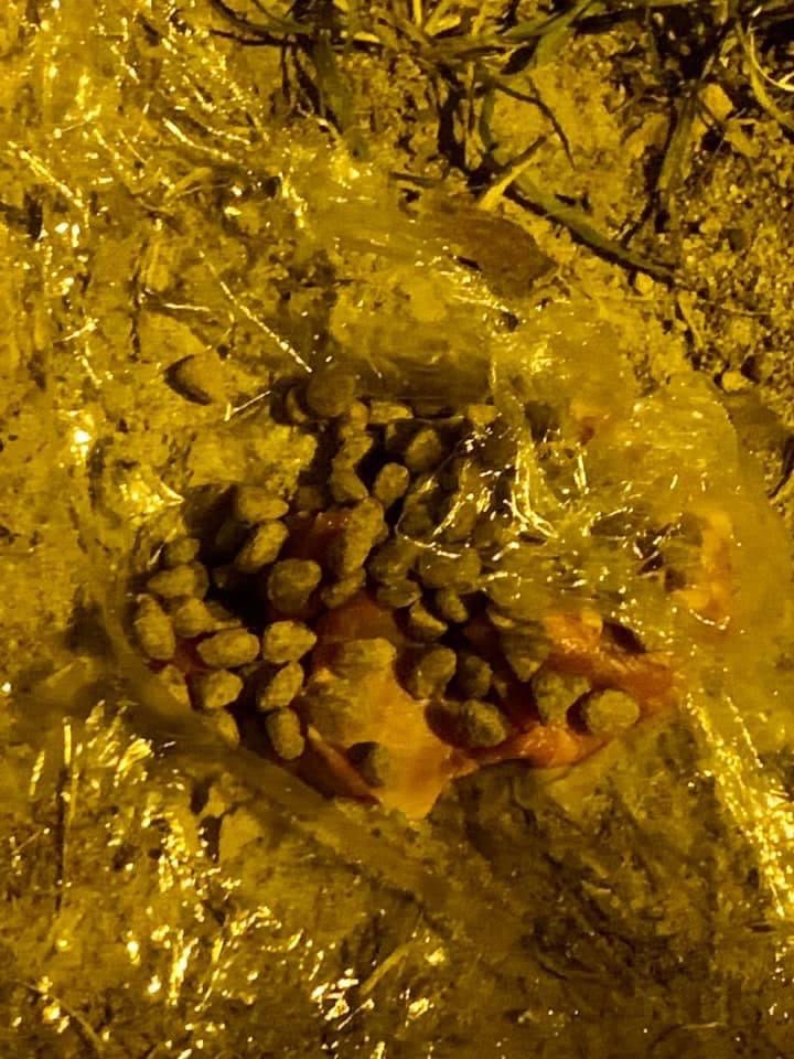 Giftköder-Ausgelegtes Giftköder-Profilbild