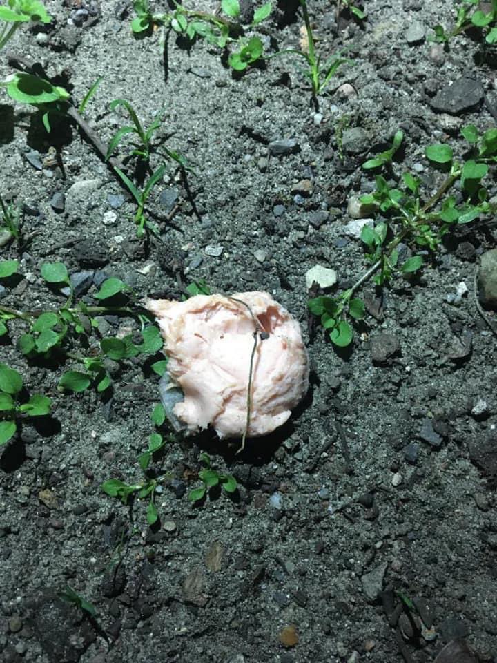 Giftköder-Köder mit Glasscherben-Profilbild