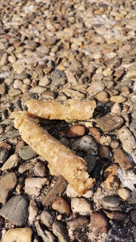 Giftköder-Giftköder - 2 Hunde in Klink-Profilbild