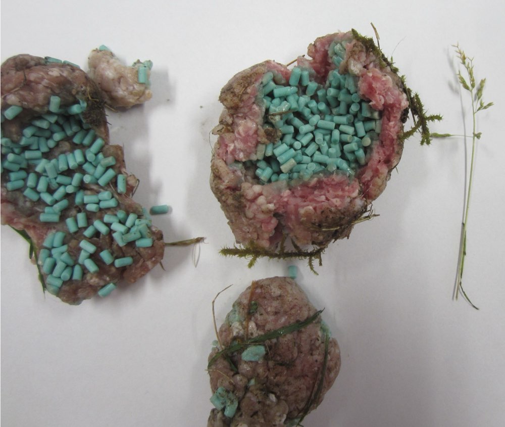 Giftköder-Präpariertes Hack-Profilbild