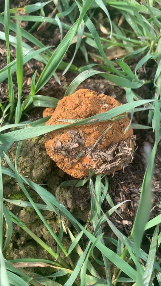 Giftköder-Giftköder-Profilbild