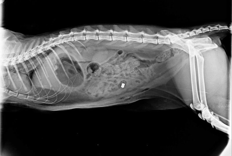 Giftköder-Abgeschossene Katze-Profilbild