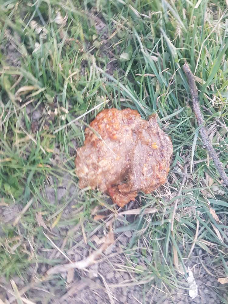 Giftköder-Möglicher Giftköder Pastasauce  Talheim-Profilbild