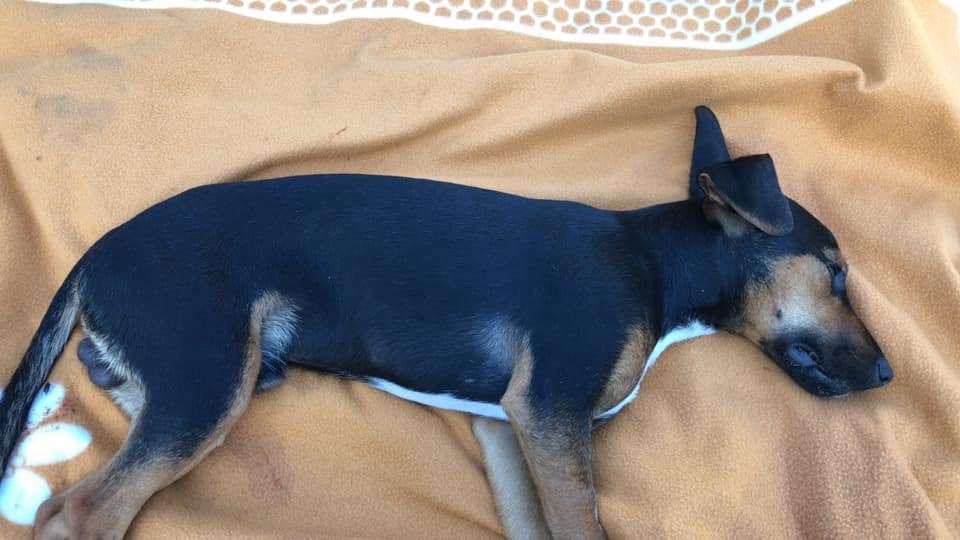 Giftköder-Rattengift / Toter Hund-Profilbild