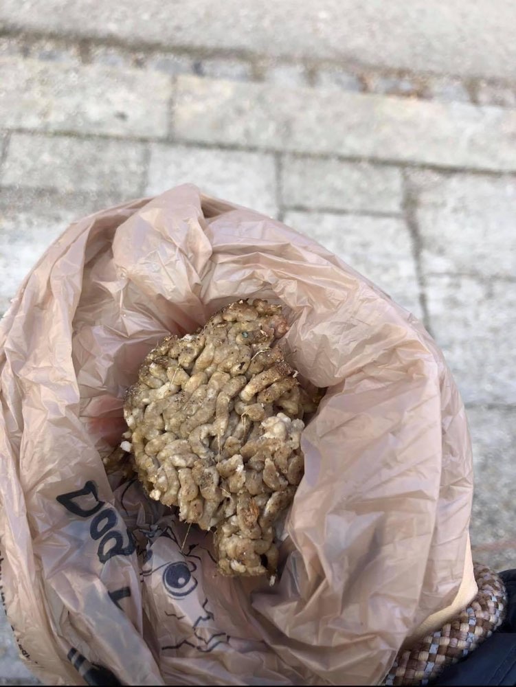 Giftköder-Möglicher Giftköder-Profilbild