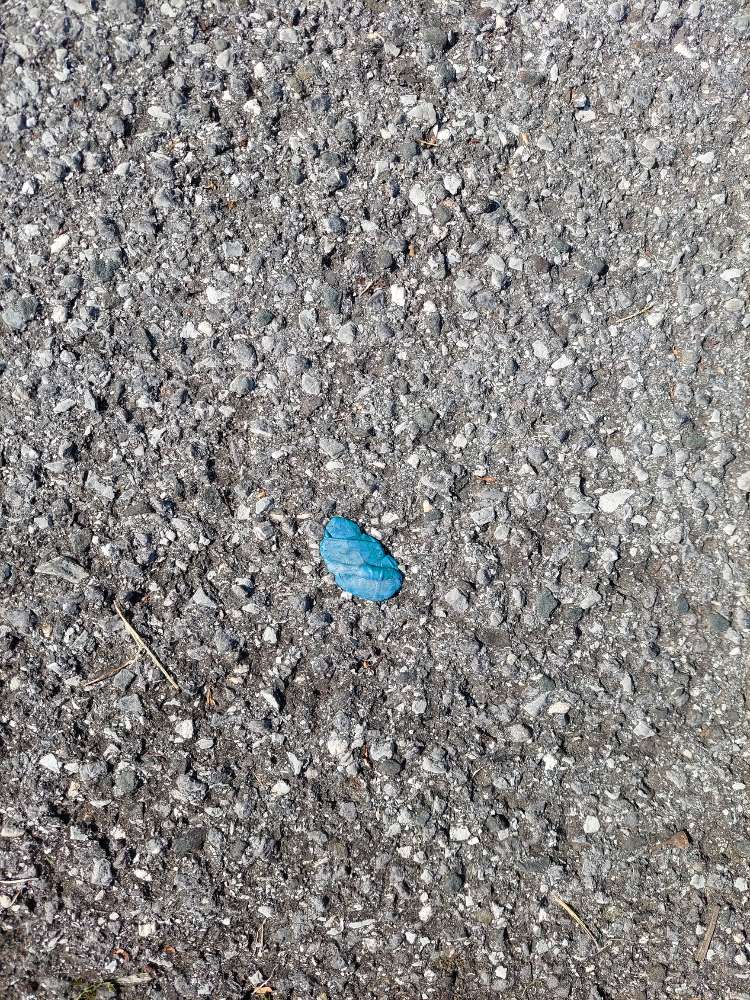 Giftköder-Wieder ein Giftköder!-Profilbild