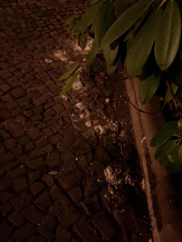 Giftköder-Weißes Pulver im Gebüsch-Profilbild