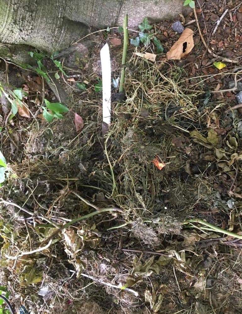 Giftköder-Messer in der Wiese-Profilbild