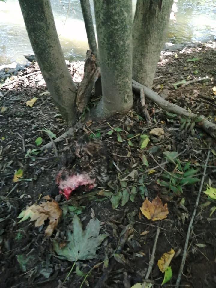 Giftköder-Kadaver-Profilbild