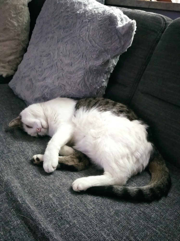 Giftköder-Vergiftete Katze-Profilbild