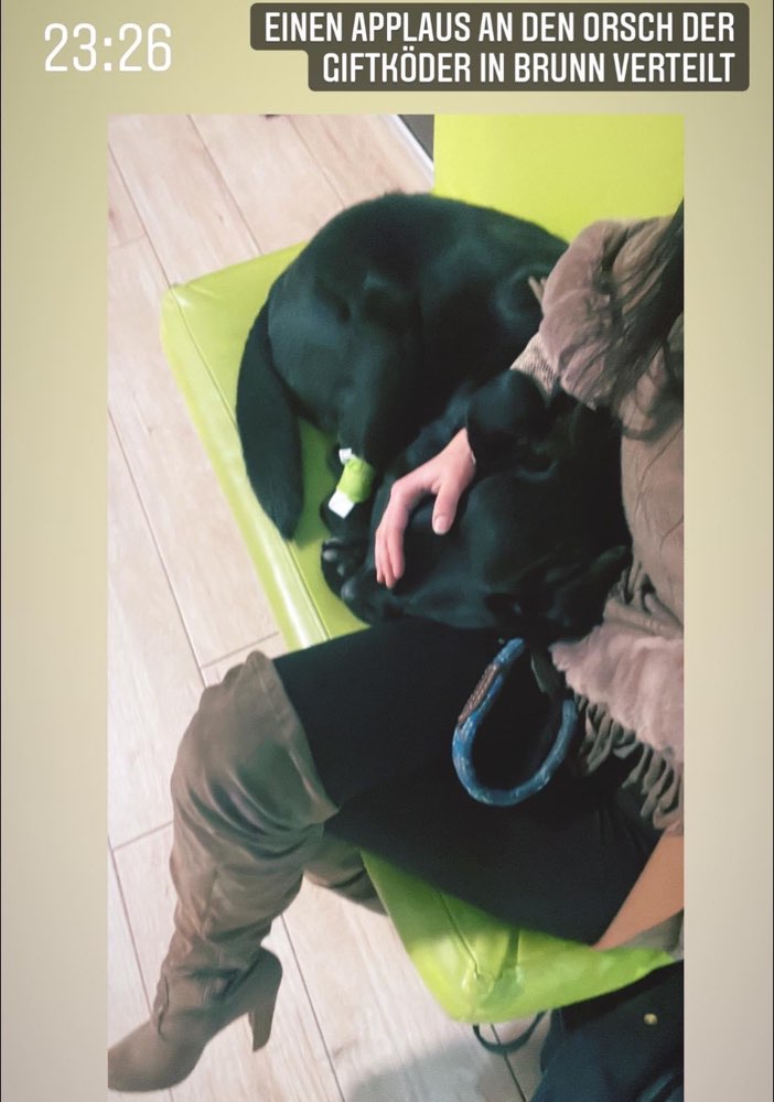 Giftköder-Vergifteter Hund-Profilbild