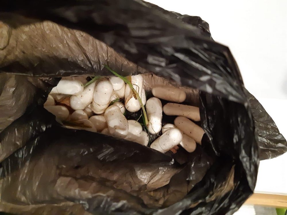 Giftköder-Tabletten-Profilbild