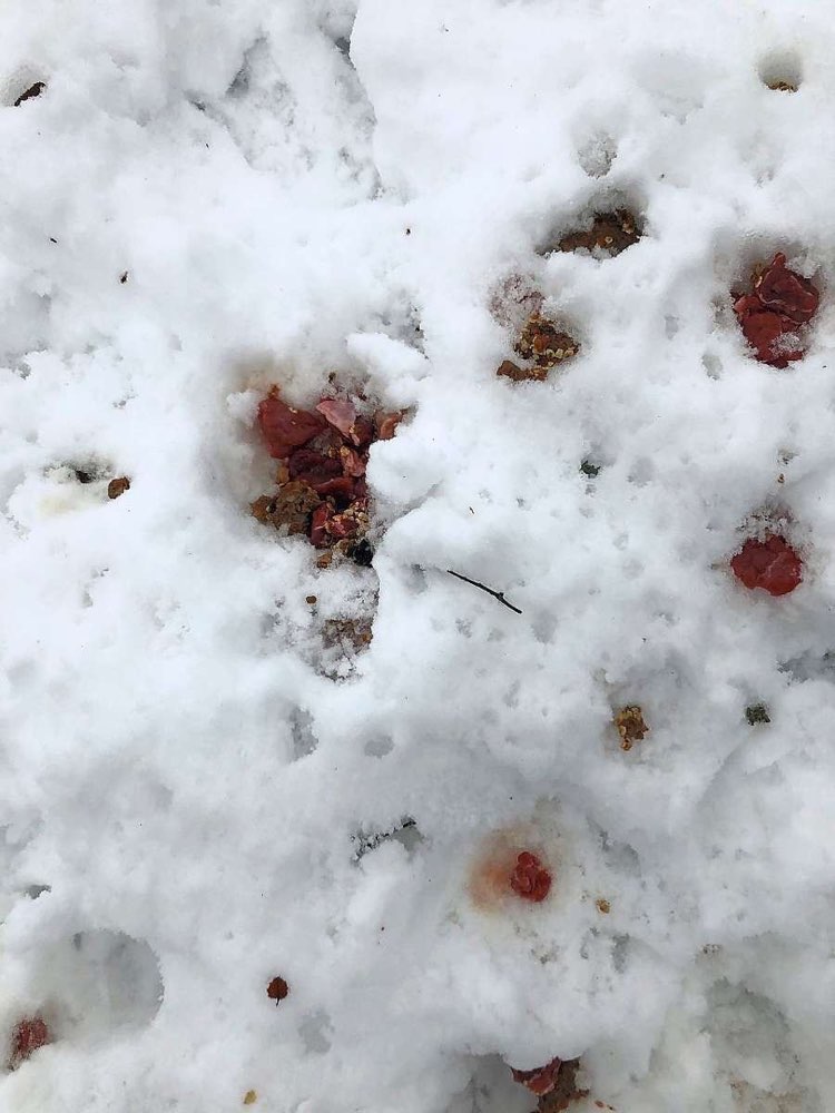 Giftköder-Vermutlich Giftköder-Profilbild