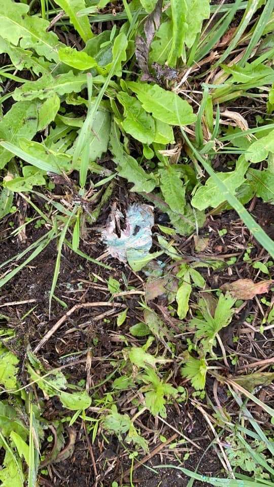 Giftköder-Köder mit Rattengift-Profilbild