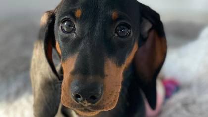 Giftköder-Giftköder-Profilbild