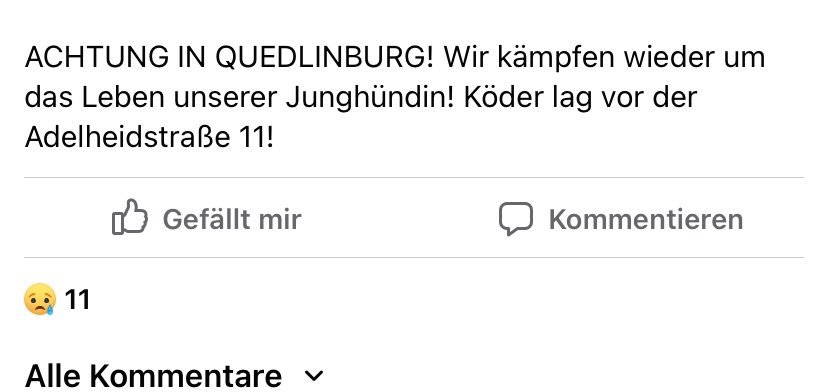 Giftköder-Vergifteter Hund-Profilbild