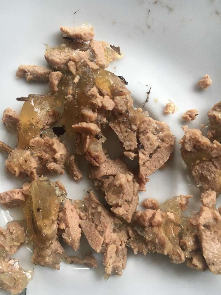 Giftköder-Giftköder-Profilbild